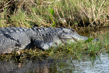 American alligator with gray skin and raised ridges on its back appears to smile as it rests at the edge of a Florida marsh.