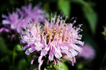 Outdoor wild bergamot or bee balm herbs close up in the natural light.