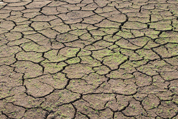 Young grass sprouting after rain on the dry ground with crack line