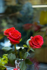 Three red roses on a green background. Roses in a vase on the window. Background with a bouquet of roses.