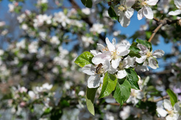 flowering branches of apple trees against a blue sky