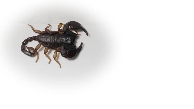 Close-up of a European scorpion, on white background.