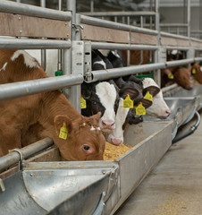 Calves at modern stable feeding. Farming. Netherlands. Veal calves