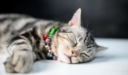 The male cat is sleepy on the white table, a cat wearing a bell necklace, showing her teeth on the table, American shorthair cat.