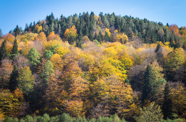 Obraz premium Autumn in the mountains. Colorful trees. Autumn beauty. Mountain View.