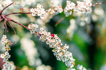 Ladybug on a flowering twig
