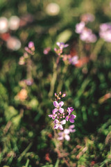 Small spring purple flowers
