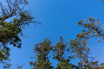 Trees view from the bottom to top