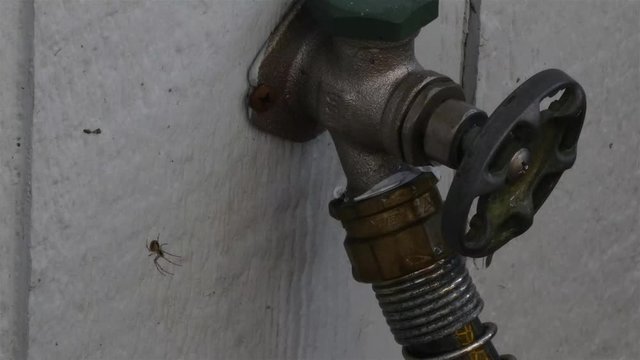 leaky hose faucet with a small spider in a web