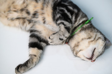 American shorthair cat, Cat sleeping on a table, Supine cat lying on a table, Cat sleeping on a table.