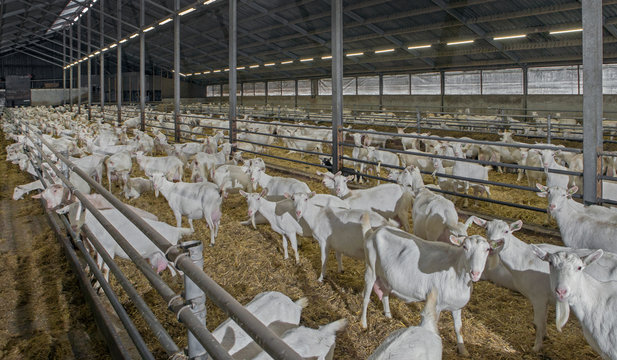 Goat farm. Goats at stable. Netherlands. Goat breeding