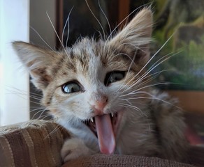 котёнок зевает