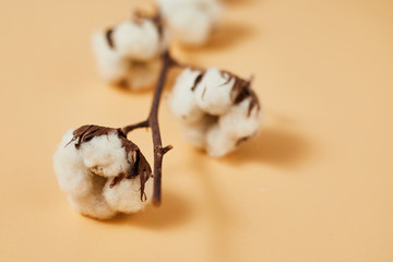 Beautiful white cotton flowers.