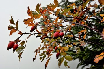 bacche di rosa canina