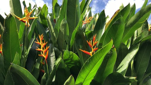 Silhouette beautiful green leaves of Heliconia psittacorum plants growth in botanical garden, bright sky as backdrop.Natural background, with lens flare.Tropical botanical trees.Selective focus.