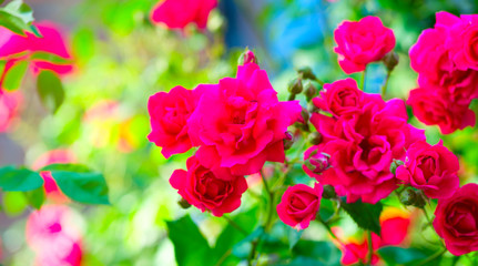 Pink Rose flower with raindrops on background pink roses flowers. Nature
