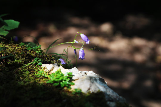 Blossoming bellflowers in Soca Valley, Slovenia