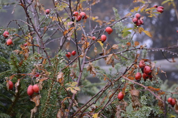 bacche di rosa canina