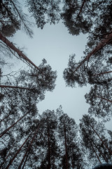 trees crowns and blue sky