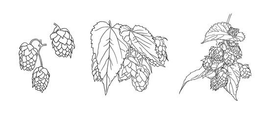 Vector hops plant sketches set isolated on white background, black outline drawings, illustration template.