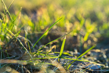 Green grass in the sun №3