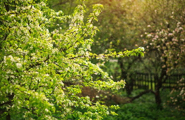 Blooming flowers on fruit trees blooming springtime in garden