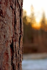Close-up view of tree bark with sunlit forest in the background