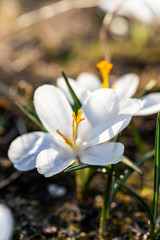 Blooming white crocuses in the garden №2