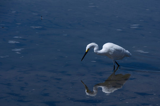 Fishing in the Caribbean Sea with the heron friend, who guides us in art.