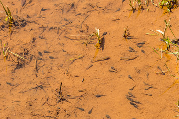 Tadpoles and fish in the wetlands