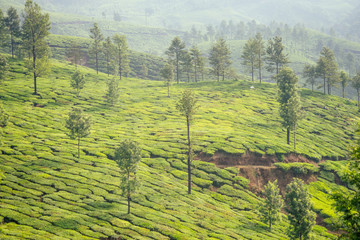 indian tea plantations and leafs in India Kerala Munnar