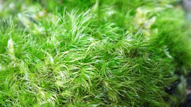 Time-lapse movie of spraying moss