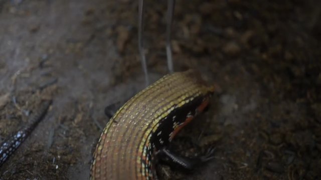 Slow video poking lizard with tweezers