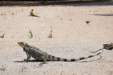 View of iguanas in Cayo Sombrero in the caribbean sea (National Park of Morrocoy, Venezuela).