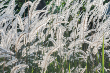 Grass flower on morning time.