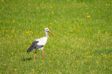 Storch