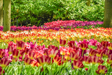 Parque floral de Keukenhof (Lisse, Holanda Meridional, Países Bajos) / Bloemenpark Keukenhof (Lisse, Zuid-Holland, Nederland) Campo lleno de flores de varios colores en un bosque