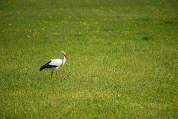 Storch