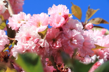 Cerisier du Japon en fleurs
