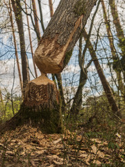 Obraz premium beaver footprint