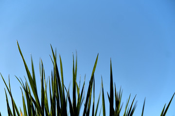 green grass close-up against a clear blue sky