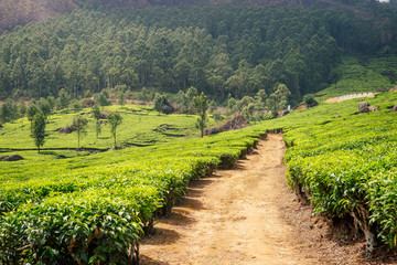 Fototapeta na wymiar big and sun green plantation of tea in India .