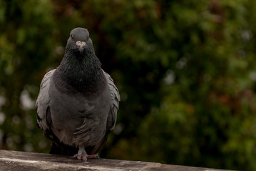 
117/5000
A pigeon with a single leg. Our adaptability can be a great strength in difficult times.