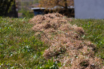 Heap of dry grass, collected by the gardener with Thatch Rakes in the beginning of the spring, with new green grass on the bottom, to keep his lawn in good condition. 