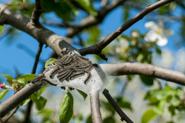 fruit caterpillars on an apple tree branch, pests and eaters of fruit-bearing plants, wild nature