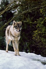 Wolf in the winter forest 