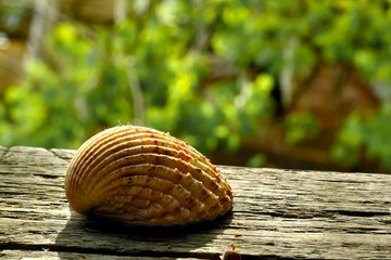 A single shell on a wooden windowsill