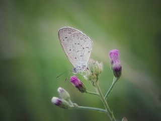 butterfly on a flower