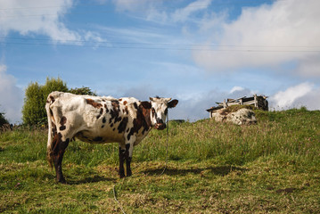A cow in the lands of Boyacá, Colombia. Agriculture is the main activity in the rural area of this country.