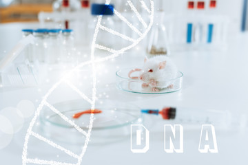 selective focus of white mouse near syringe, petri dish with blood sample and containers with medicines, dna illustration